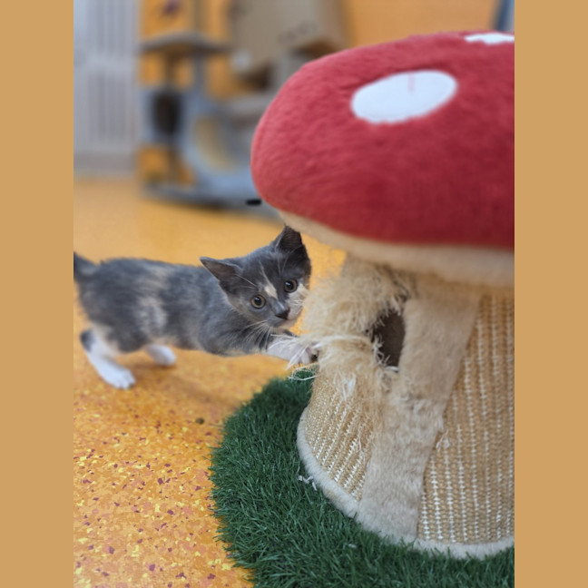 Photo of Buttons