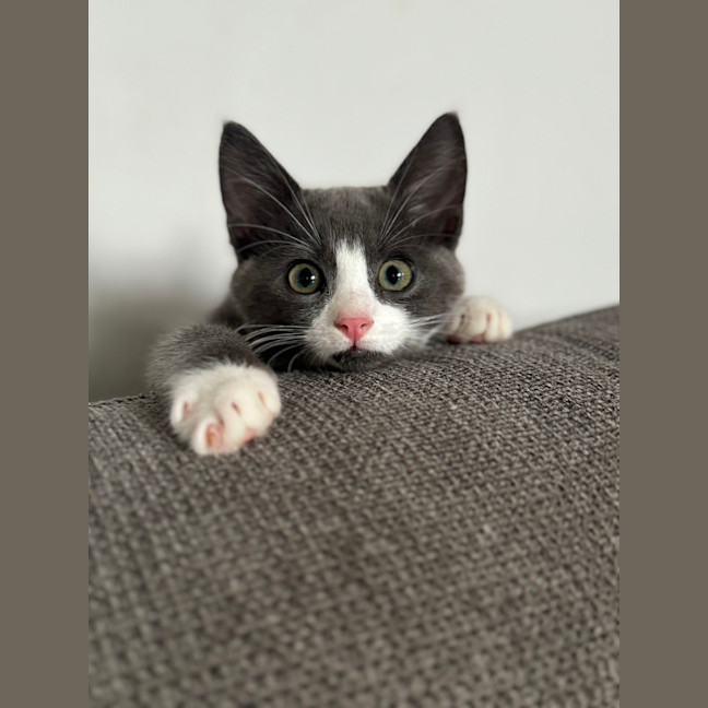 Photo of Bartholomew