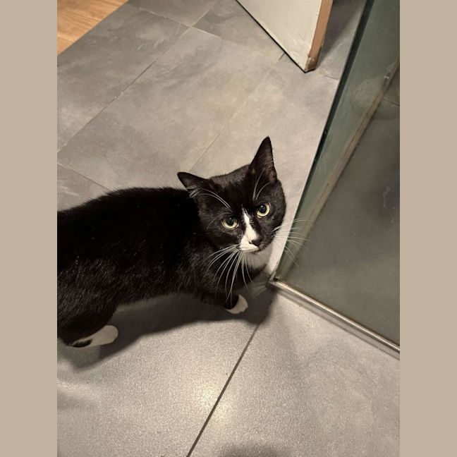 Photo of Sylvester