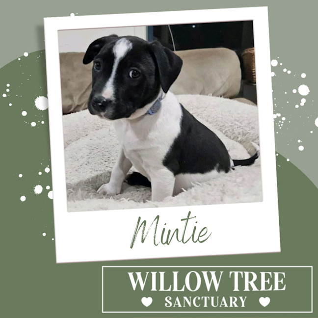Photo of Mintie 