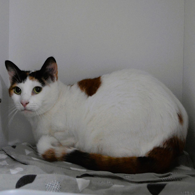 Photo of Snowy