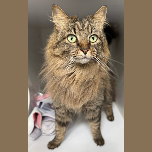 Photo of Mopsy