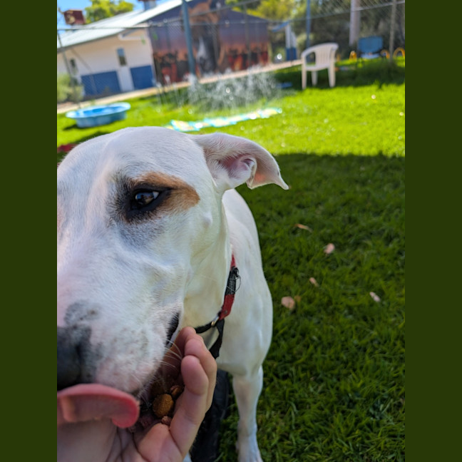 Photo of Chippie