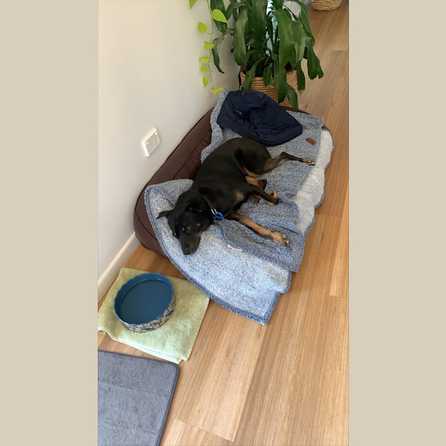 Photo of Luna 
