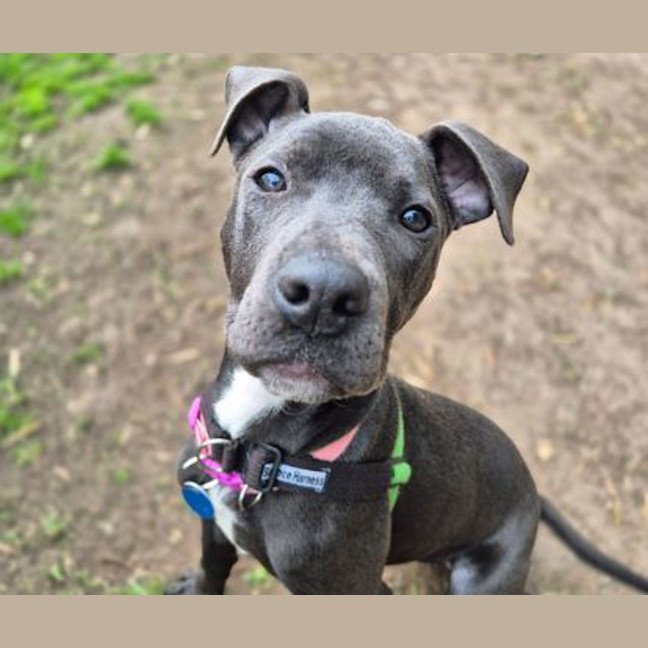 Photo of Ruby