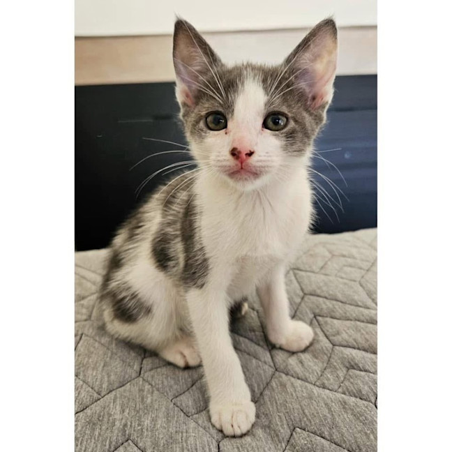 Photo of 11650   Jelly