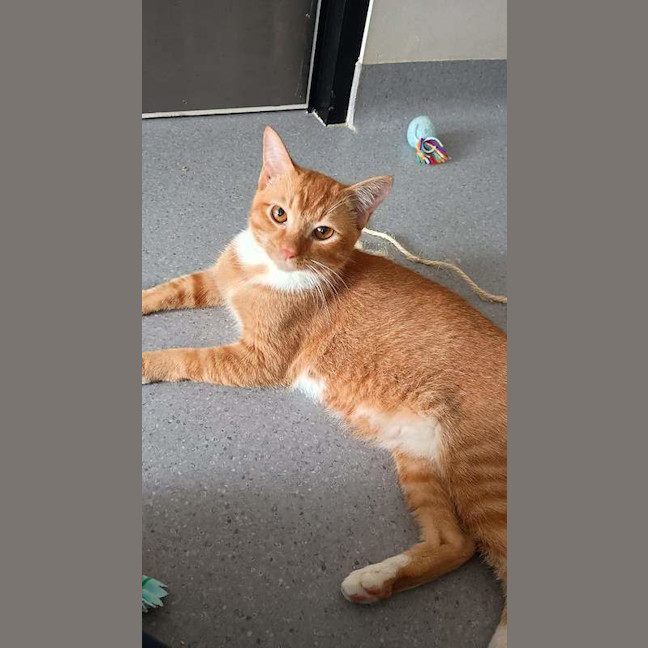 Photo of Garfield