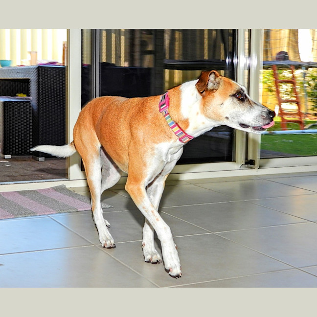 Photo of Stella