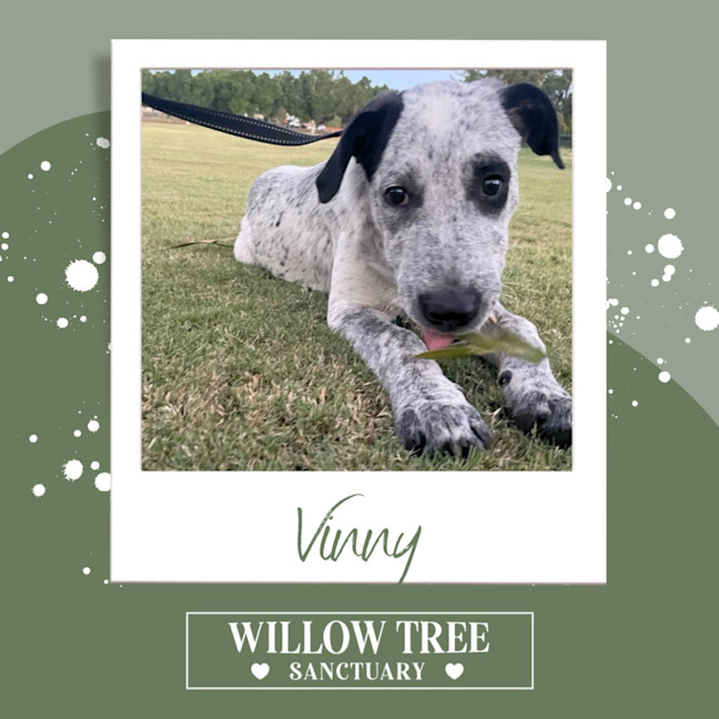 Photo of Vinny