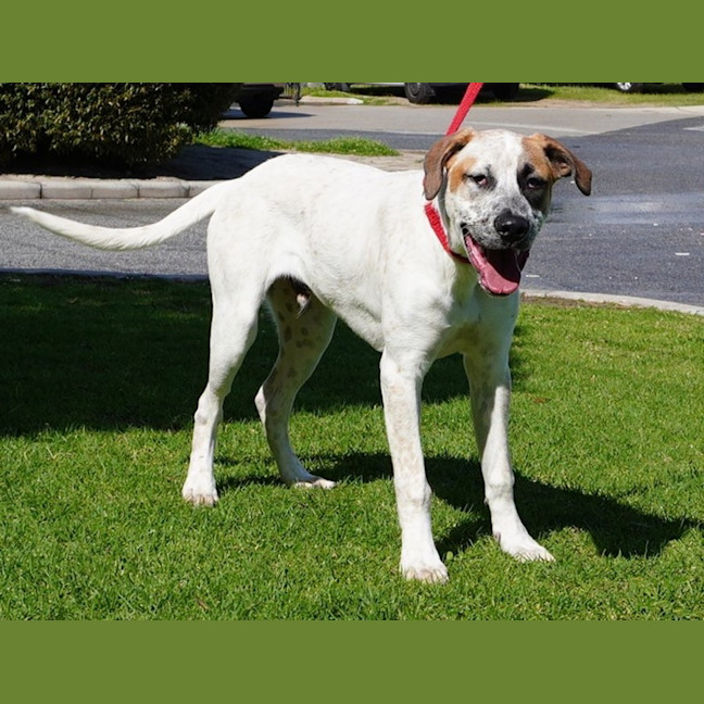 Photo of Ricky Bobby