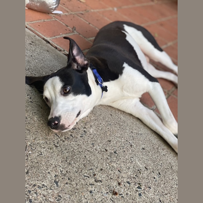 Photo of Oscar