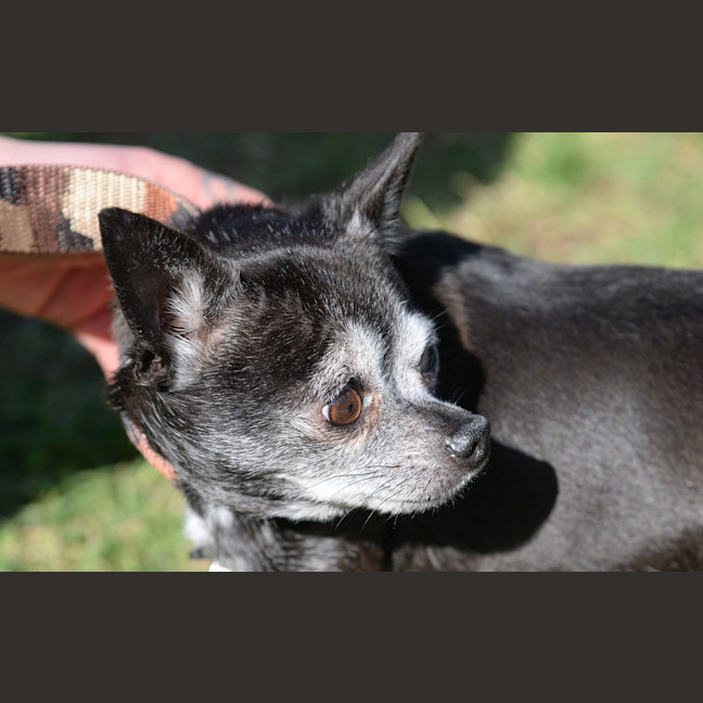 Photo of Atticus