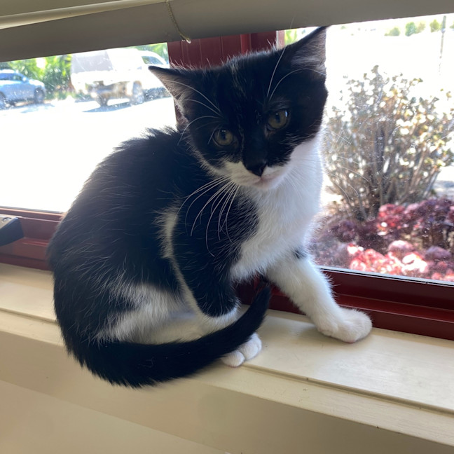 Photo of Oreo