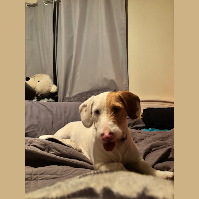 Photo of Zig