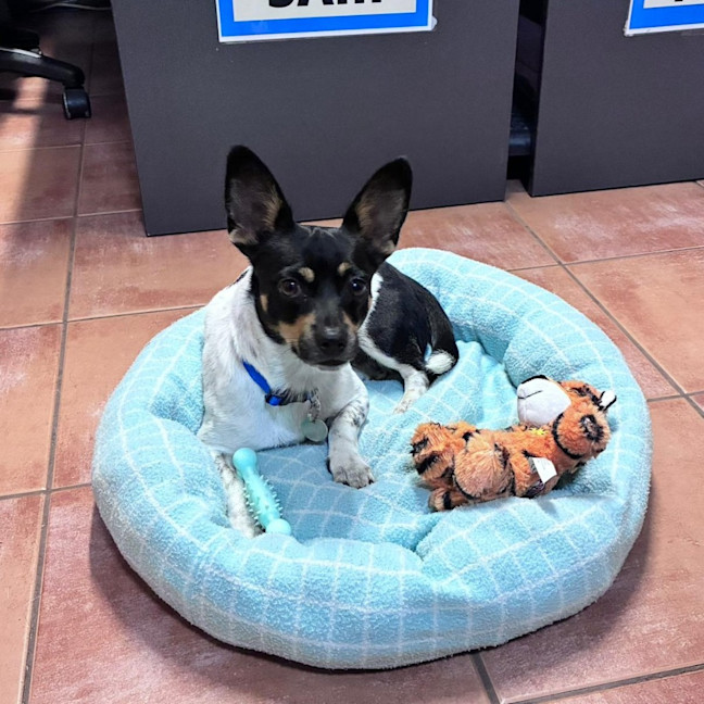 Photo of Spot