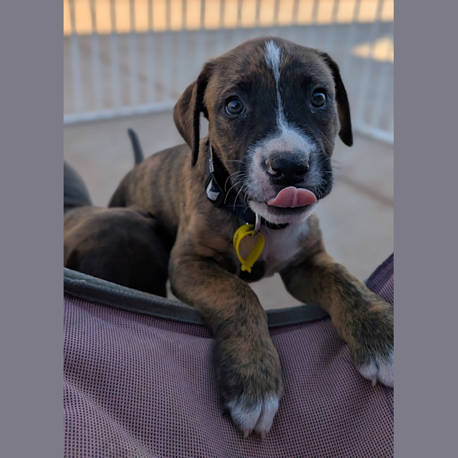 Photo of Cleo