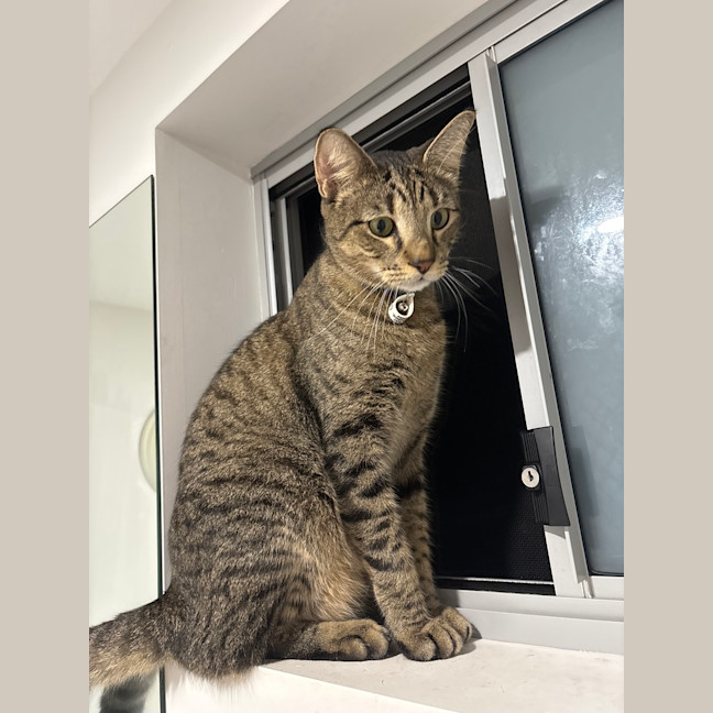 Photo of Tigga