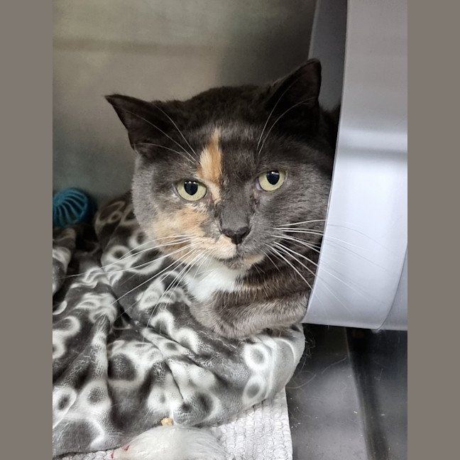 Photo of Miss Muppet