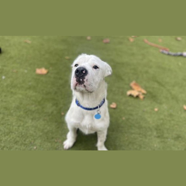 Photo of Humphrey 