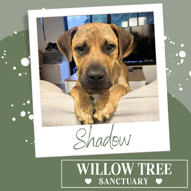 Photo of Shadow