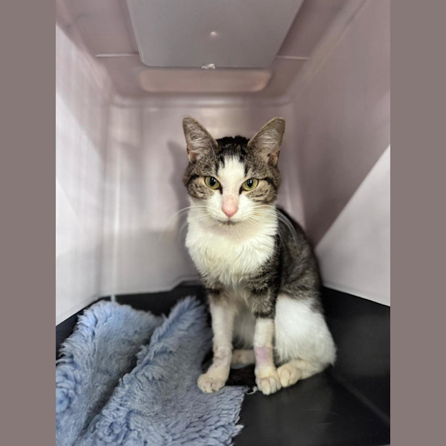 Photo of Tristan (Jasper)