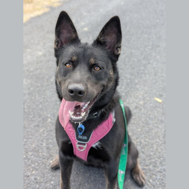 Photo of Freya