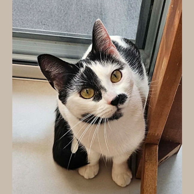 Photo of Oreo