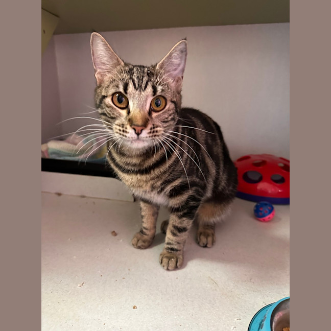 Photo of Tiger Lilly