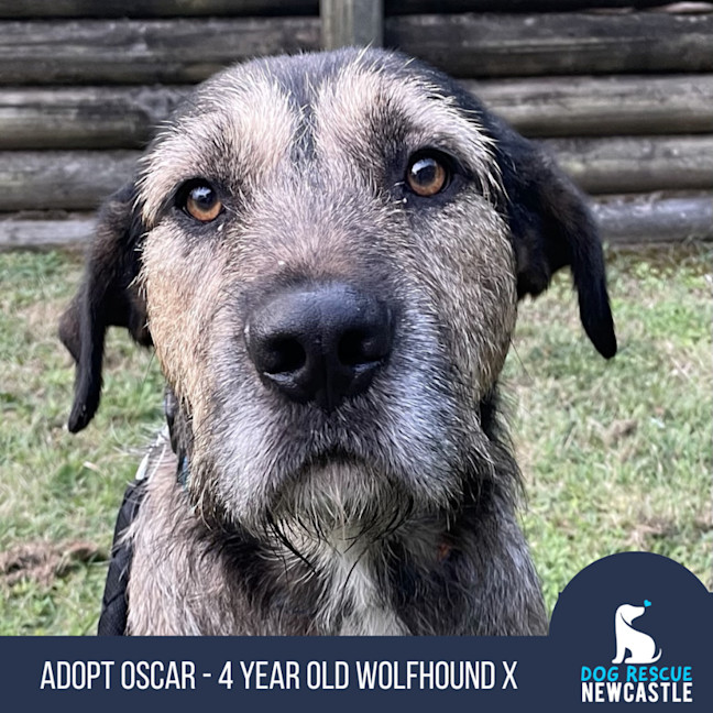 Photo of Oscar   4 Year Old Wolfhound X