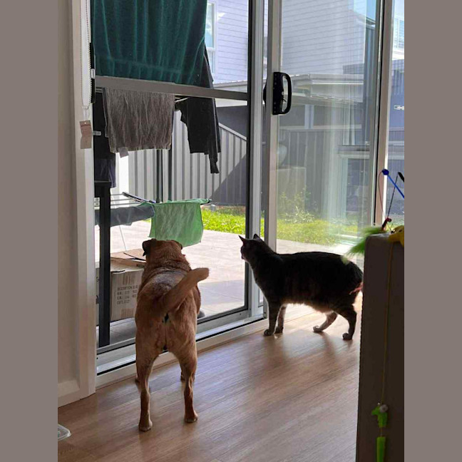 Photo of Evey   8 Year Old Pug X Jack Russell