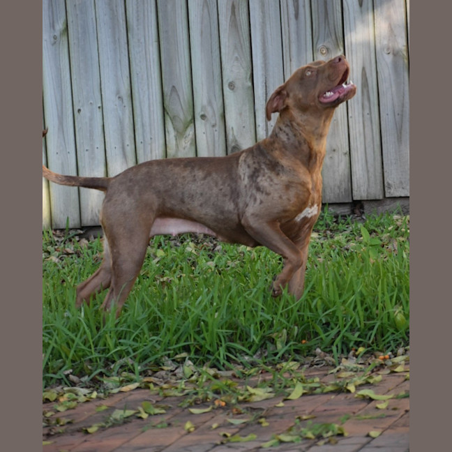 Photo of Turbo *$250 Adoption Fee*