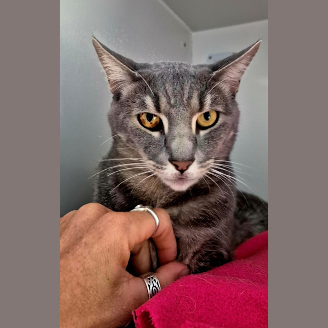 Photo of Smokey (7657)