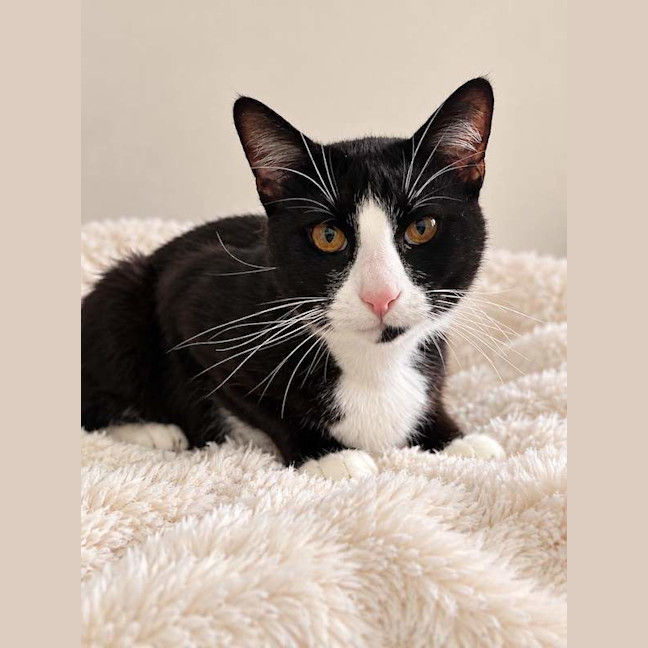 Photo of Puss