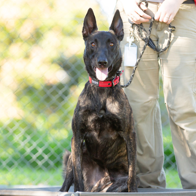 Photo of Koda