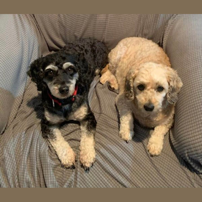 Photo of Coco And Cherry 