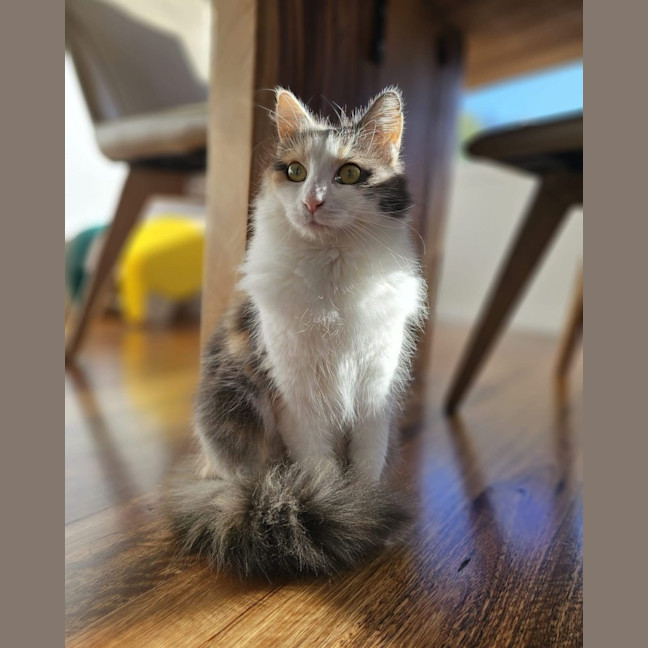 Photo of Bluebell