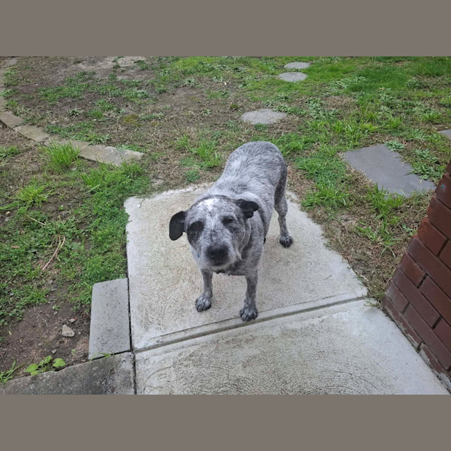 Photo of Scruffy