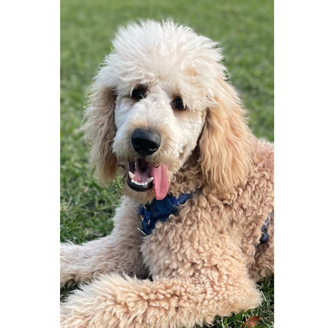 Photo of Dougie   6 Month Old Groodle