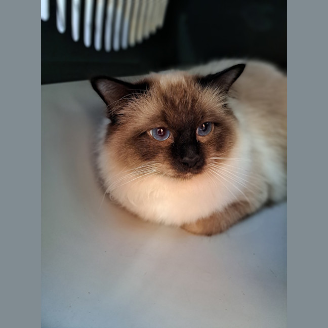 Photo of William Wallace