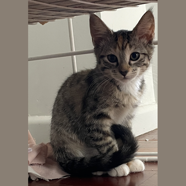 Photo of Emme Frankie