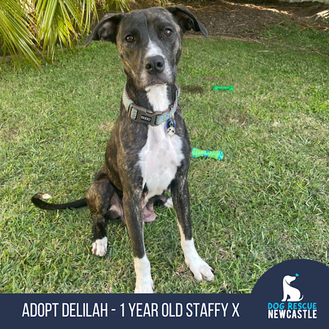 Photo of Delilah   1 Year Old Staffy X