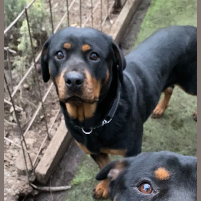 Photo of Posie