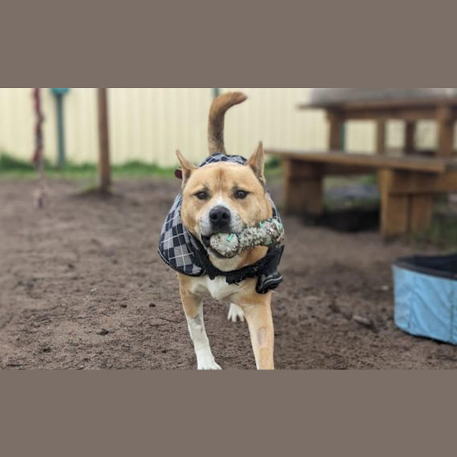 Photo of Simba