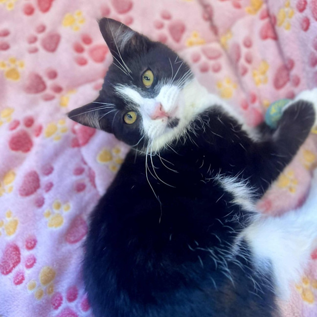 Photo of Jasper   In Foster In Doreen