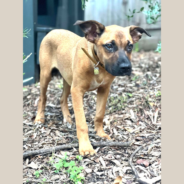 Photo of Boone