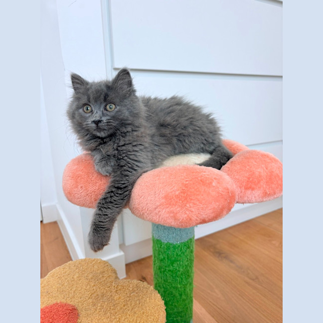 Photo of Suede