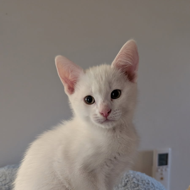 Photo of Mist
