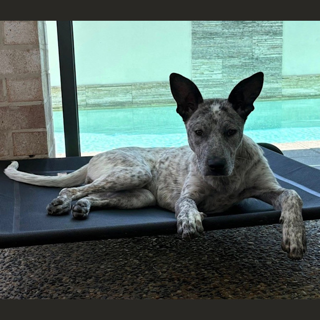 Photo of Trixie *$250 Adoption Fee*