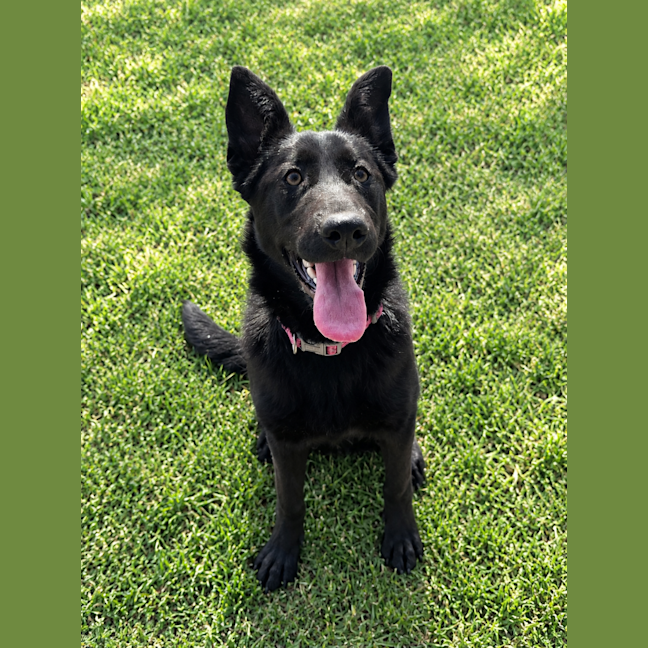 Photo of Sheba 