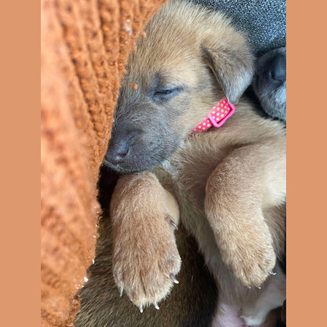 Photo of Chilli   8 Week Old Kelpie X (Trial)